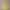 Bananas Monkey Youth Logo Hoodie (Mellow Yellow)